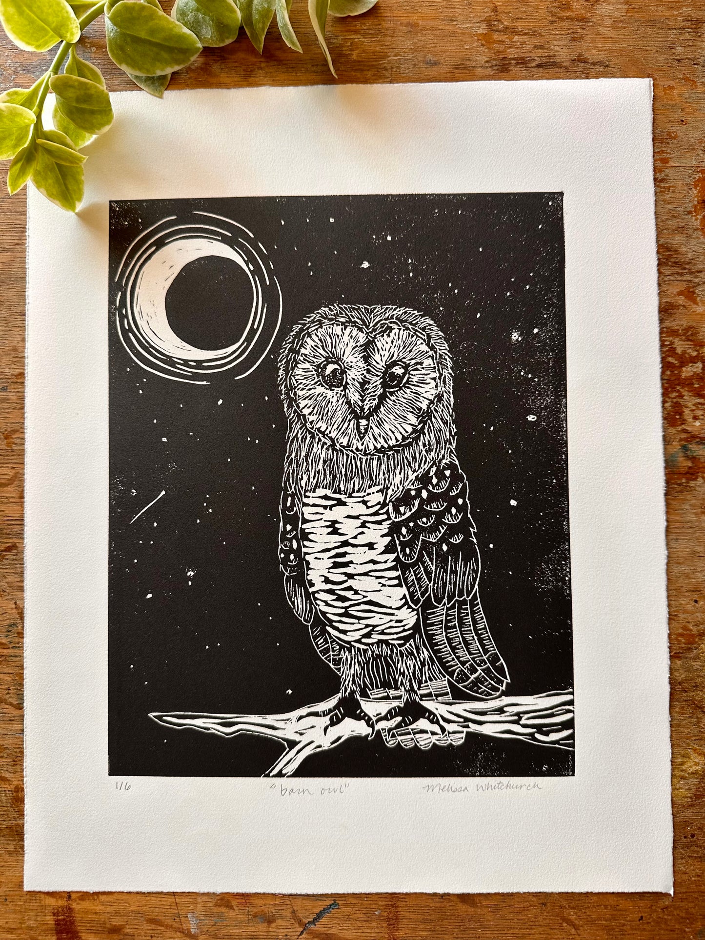 Barn Owl